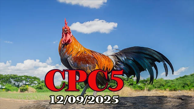Clip phát lại đá gà C5 Campuchia 12/09/2025