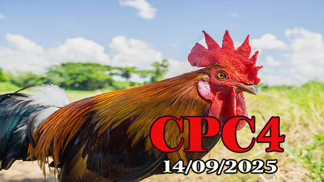 Full video trận gà C4 Thomo chuẩn HD hôm nay 14/09/2025