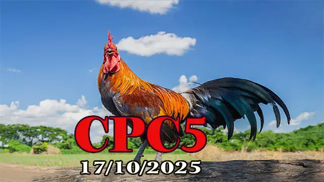 Clip phát lại đá gà Thomo C5 ngày 17/10/2025