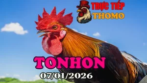 Xem Đá Gà Tonhon Trực Tiếp Ngày 07012026 Chuẩn HD