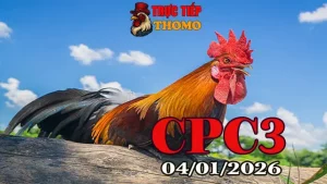 Xem Trực Tiếp Đá Gà CPC3 Ngày 04012026 Chuẩn Trường Gà