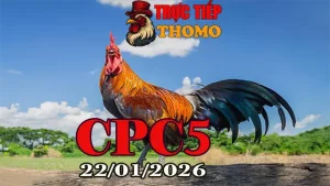 Xem Video Trực Tiếp Đá Gà CPC5 Ngày 22012026 Chuẩn HD