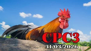Tổng hợp clip đá gà Thomo CPC3 hôm nay 31032026
