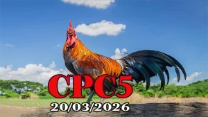 Tổng hợp clip đá gà trực tiếp CPC5 hôm nay 20032026 full HD