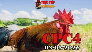 Video đá gà CPC4 03032026 – Tổng hợp trận đấu hay nhất