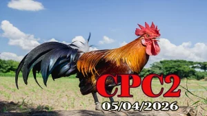 Full video đá gà thomo CPC2 ngày 05042026