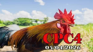Video Phát Lại Đá Gà Thomo CPC4 Ngày 05042026