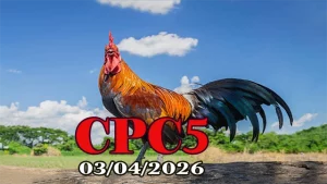 Xem Full Clip Đá Gà Thomo CPC5 Ngày 03042026
