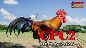 Xem clip đá gà trực tiếp CPC2 ngày 09052026