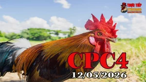 Xem clip đá gà trực tiếp CPC4 hôm nay 12052026