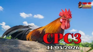 Xem video đá gà thomo CPC3 ngày 11052026