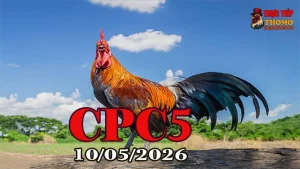 Video đá gà trực tiếp CPC5 hôm nay 10/05/2026